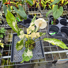 Load image into Gallery viewer, spathiphyllum galaxy, Exact Plant Variegated Ships Nationwide
