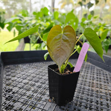 Load image into Gallery viewer, Anthurium Red Beauty 2.5" pot, Fedex 2day*
