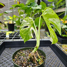 Load image into Gallery viewer, Monstera Borsigiana Albo Deliciosa, Exact Plant Variegated
