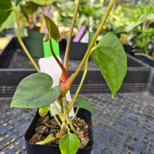 Load image into Gallery viewer, Anthurium Papillilaminum Fort Sherman X Ralph Lynam, Exact Plant Ship Nationwide

