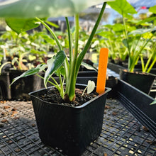 Load image into Gallery viewer, Alocasia Odora, Okinawa Silver, Exact Plant Variegated With babies
