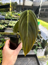 Load image into Gallery viewer, Philodendron Gigas, Exact Plant Ships Nationwide
