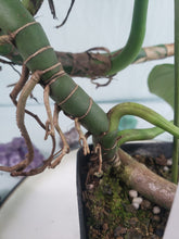 Load image into Gallery viewer, Dragon Tail, Exact Plant, Rhaphidophora Decursiva
