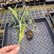 Load image into Gallery viewer, Alocasia Sanderiana Nobilis Aurea Variegated exact plant, Fedex 2day*
