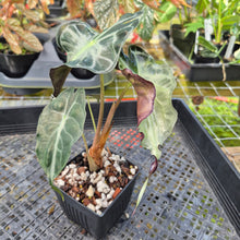 Load image into Gallery viewer, alocasia venom Exact Plant Ships Nationwide
