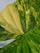 Load image into Gallery viewer, Alocasia Gageana Aurea Variegated 6&quot; pot, ships nationwide
