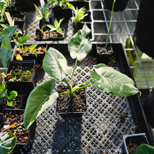 Load image into Gallery viewer, Alocasia Odora, Okinawa Silver, Exact Plant Variegated
