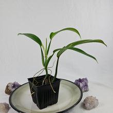 Load image into Gallery viewer, Philodendron Panduriforme 4&quot; pot, Fedex 2 day*
