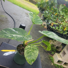 Load image into Gallery viewer, Philodendron Giganteum, Exact Plant Variegated Ships Nationwide
