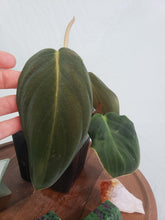 Load image into Gallery viewer, Philodendron Gigas, Exact Plant
