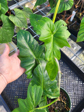 Load image into Gallery viewer, Philodendron Minarum &#39;Lime Fiddle&#39;, Exact Plant Ships Nationwide
