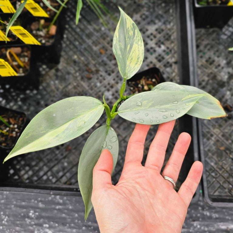 Philodendron Hastatum Silver Sword, Exact Plant Variegated Ships Nationwide