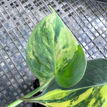 Load image into Gallery viewer, Philodendron Hederaceum Micans Aurea, Exact Plant Variegated Ships Nationwide
