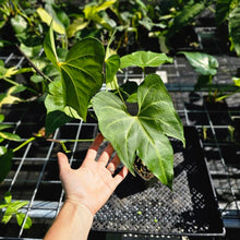 Load image into Gallery viewer, Anthurium Macrolobium, Exact Plant Ships Nationwide
