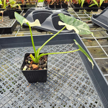 Load image into Gallery viewer, Alocasia Odora, Okinawa Silver, Exact Plant Variegated Ships Nationwide
