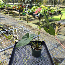 Load image into Gallery viewer, Anthurium Shibori, Exact Plant Variegated
