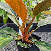 Load image into Gallery viewer, Philodendron Red Congo, Exact Plant Variegated Ships Nationwide
