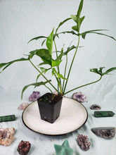 Load image into Gallery viewer, Glad Hands&#39;, Exact Plant, Philodendron Quercifolium x Pedatum
