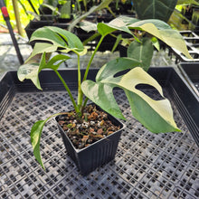 Load image into Gallery viewer, Rhaphidophora Tetrasperma Albo, Exact Plant Variegated Ships Nationwide
