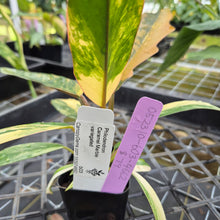 Load image into Gallery viewer, Philodendron Caramel Marble, Exact Plant Variegated Ships Nationwide
