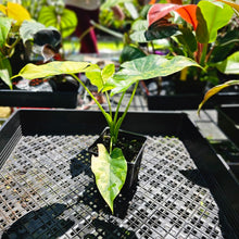 Load image into Gallery viewer, Alocasia Gageana Aurea, Exact Plant Variegated 4&#39;&#39; pot
