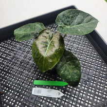 Load image into Gallery viewer, Alocasia Wentii, Exact Plant Variegated Ships Nationwide
