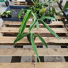 Load image into Gallery viewer, Philodendron Holtonianum, Exact Plant Ships Nationwide
