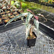 Load image into Gallery viewer, Alocasia Bambino Arrow Pink variegated exact plant, Fedex 2day*

