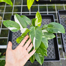 Load image into Gallery viewer, Philodendron White Princess, Exact Plant Variegated
