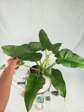Load image into Gallery viewer, Giganteum Large, Exact Plant, Philodendron, lightly variegated
