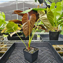 Load image into Gallery viewer, Anthurium Moodeanum, Exact Plant
