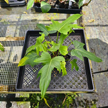 Load image into Gallery viewer, Philodendron Green Golden Dragon, Exact Plant
