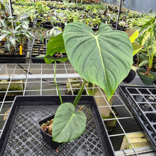 Load image into Gallery viewer, Philodendron Pastazanum exact plant, Fedex 2day
