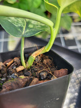 Load image into Gallery viewer, Scindapsus Jade Satin Aurea, Exact Plant Variegated Ships Nationwide
