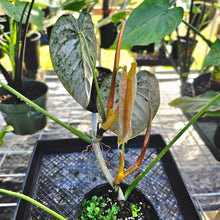 Load image into Gallery viewer, Philodendron Brandtianum, Exact Plant Mature form Ships Nationwide
