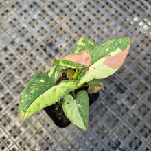 Load image into Gallery viewer, Syngonium Red Spot Tricolor, Exact Plant Variegated Ships Nationwide
