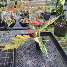 Load image into Gallery viewer, Philodendron Caramel Marble, Exact Plant Variegated Ships Nationwide
