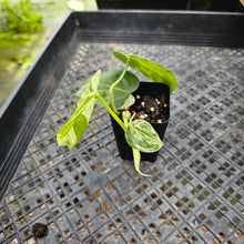 Load image into Gallery viewer, Philodendron Hederaceum, Heart Leaf, Exact Plant Variegated Ships Nationwide
