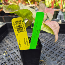 Load image into Gallery viewer, Syngonium Pink Spot, Exact Plant Variegated Ships Nationwide

