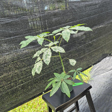 Load image into Gallery viewer, Pachira Aquatica Money Tree, Exact Plant Variegated Ships Nationwide
