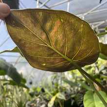 Load image into Gallery viewer, Alocasia Wentii Pink Splash Variegated exact plant, Fedex 2day*
