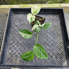 Load image into Gallery viewer, Epipremnum Pinnatum Marble, Exact Plant Variegated Ships Nationwide
