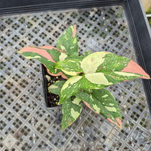 Load image into Gallery viewer, Syngonium Red Spot Tricolor Variegated exact plant, Fedex 2day*
