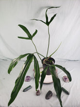 Load image into Gallery viewer, Holtonianum Large, Exact Plant, Philodendron
