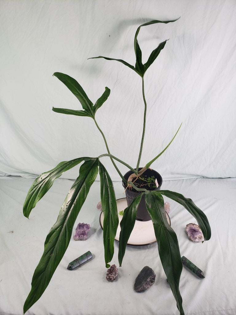 Holtonianum Large, Exact Plant, Philodendron
