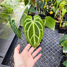Load image into Gallery viewer, Anthurium Magnificum X Red Crystalinum, Exact Plant Ships Nationwide

