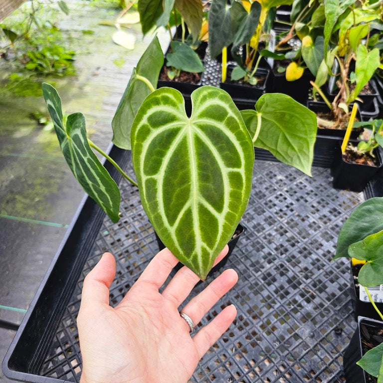 Anthurium Magnificum X Red Crystalinum, Exact Plant Ships Nationwide