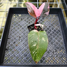 Load image into Gallery viewer, Philodendron Pink Princess Galaxy, Exact Plant Variegated
