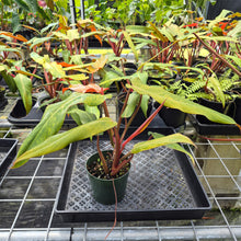 Load image into Gallery viewer, Philodendron Orange Marmalade, Exact Plant Ships Nationwide
