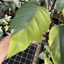 Load image into Gallery viewer, Philodendron Mayoi Aurea Variegated exact plant, Fedex 2day*
